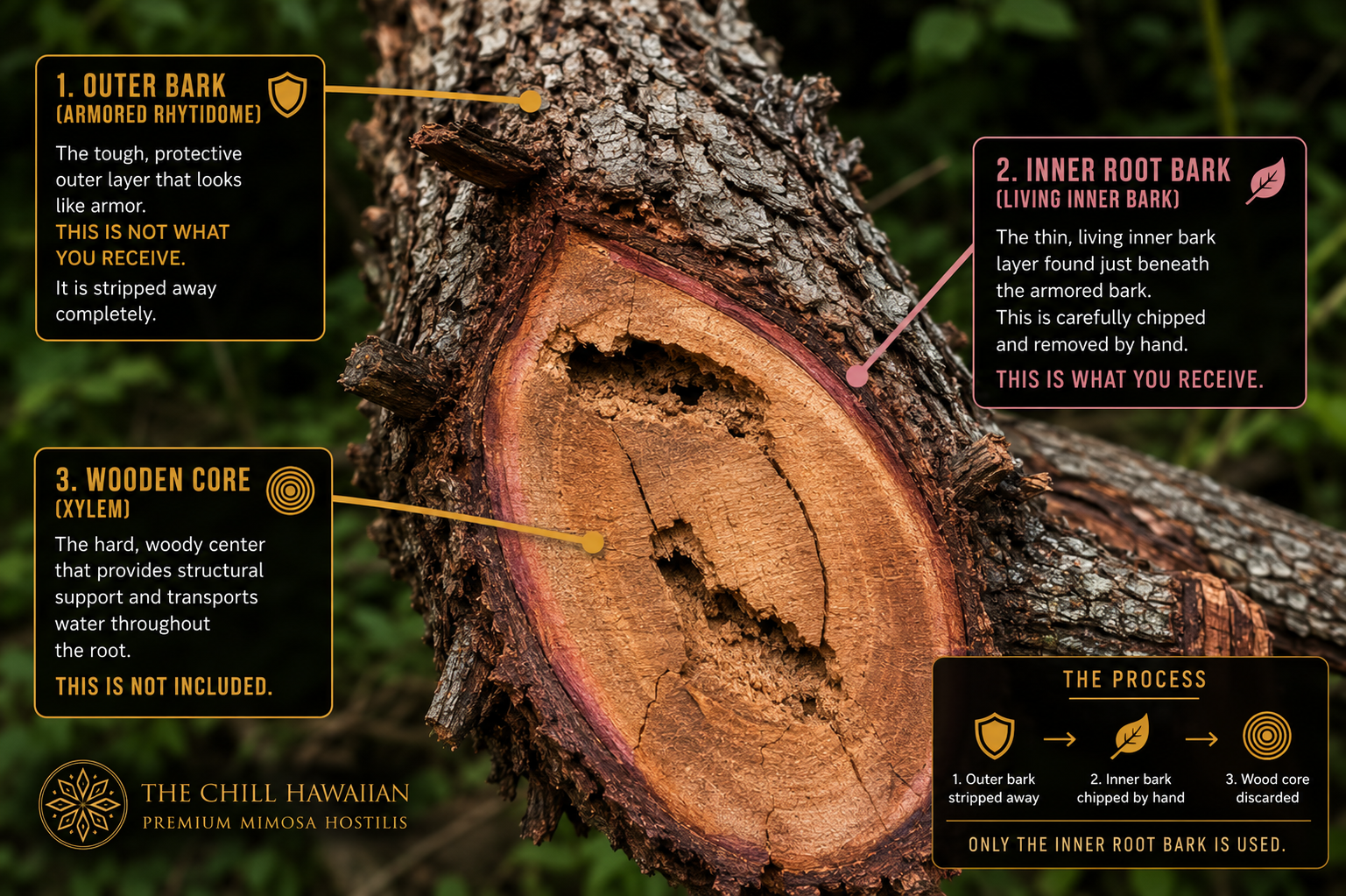 Mimosa hostilis root bark cross section showing phloem and xylem layers