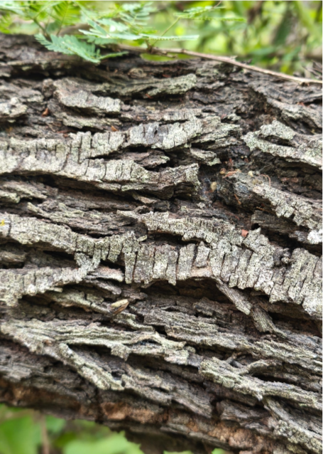 What inner root bark actually means — Mimosa hostilis MHRB anatomy