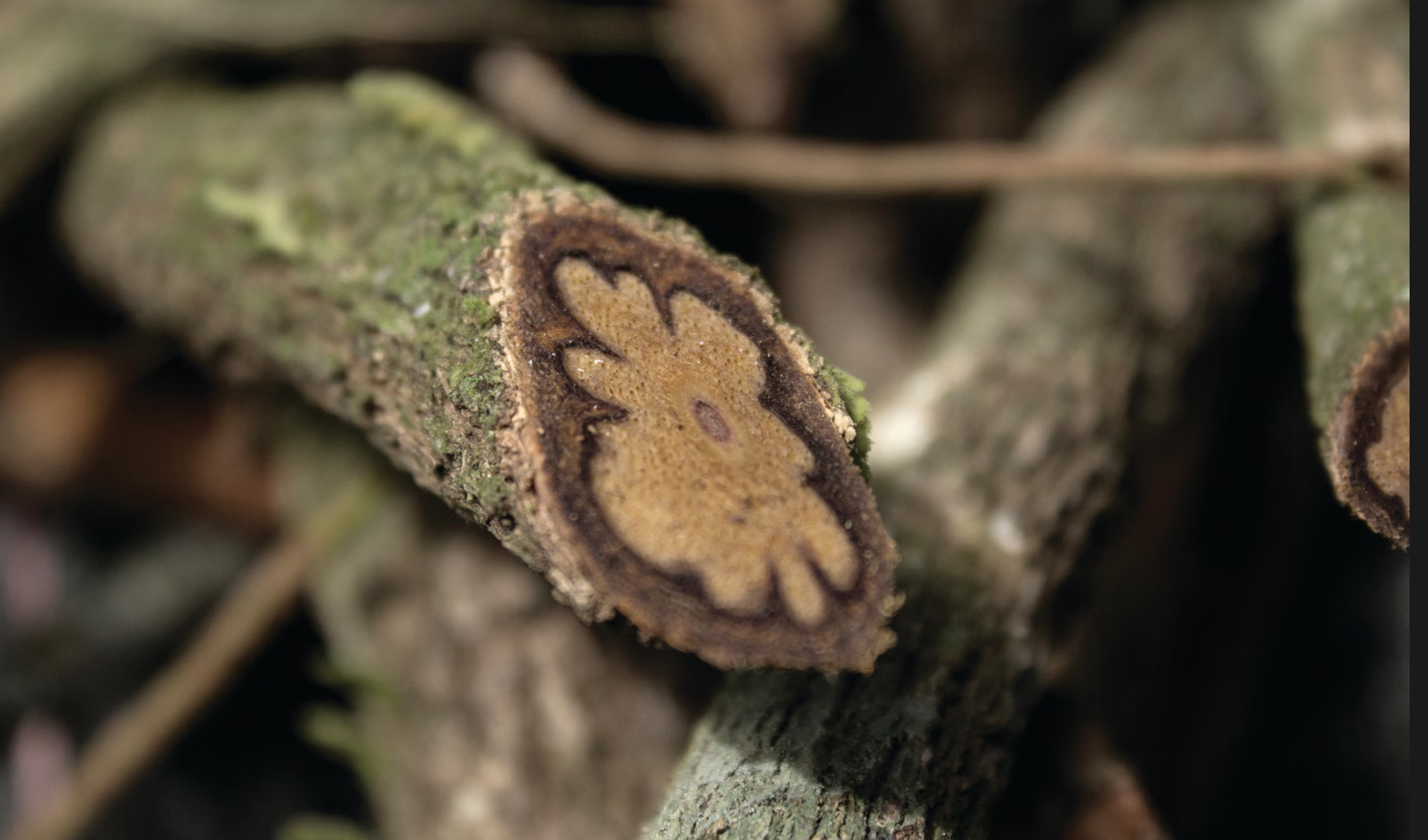 Banisteriopsis caapi vine growing in tropical forest