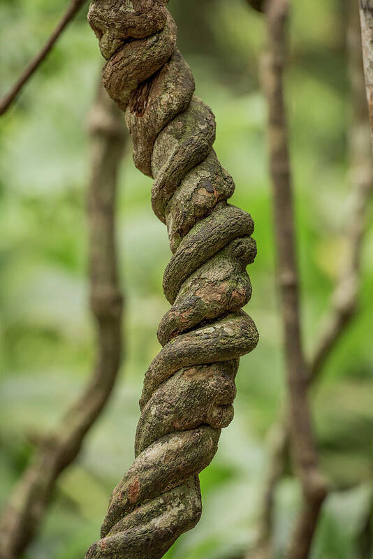 Banisteriopsis caapi vine growing in tropical forest