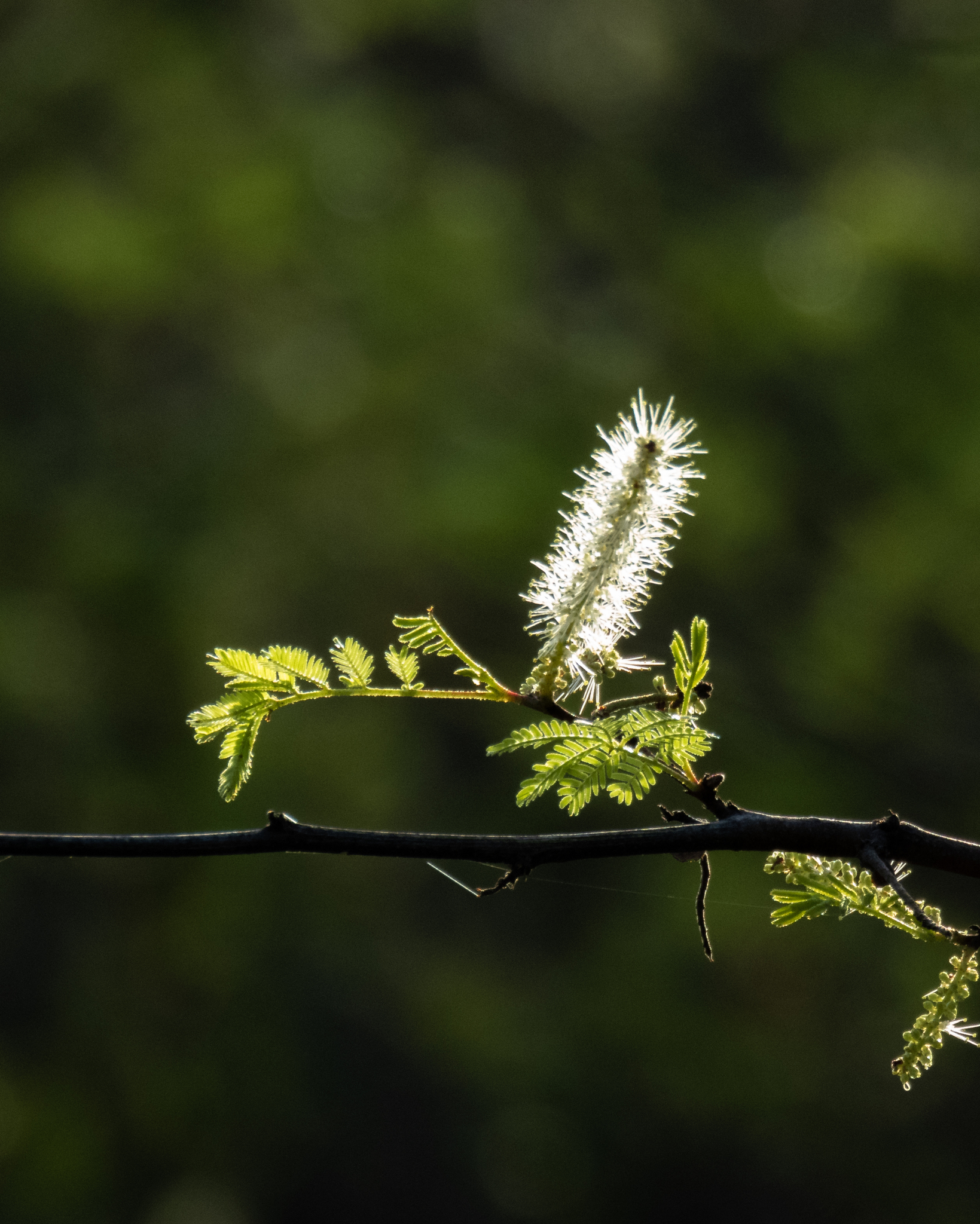 Why MHRB has so many names — taxonomy history of Mimosa hostilis tenuiflora