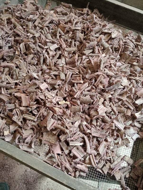 Mimosa hostilis root bark chips drying on raised mesh racks in Chiapas