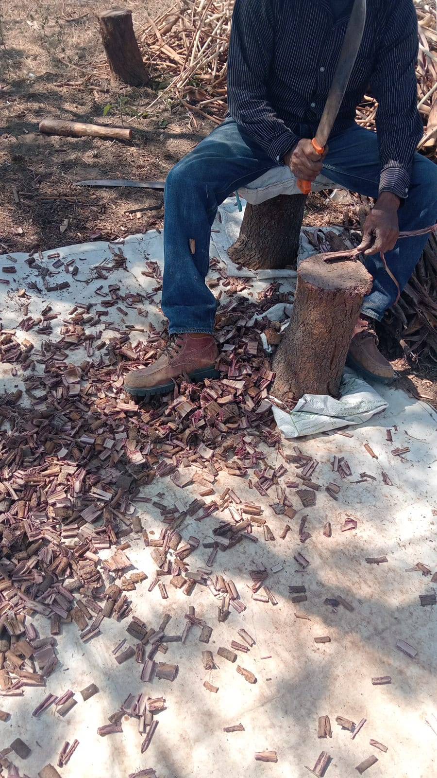Harvester hand-chopping Mimosa hostilis root bark in Chiapas