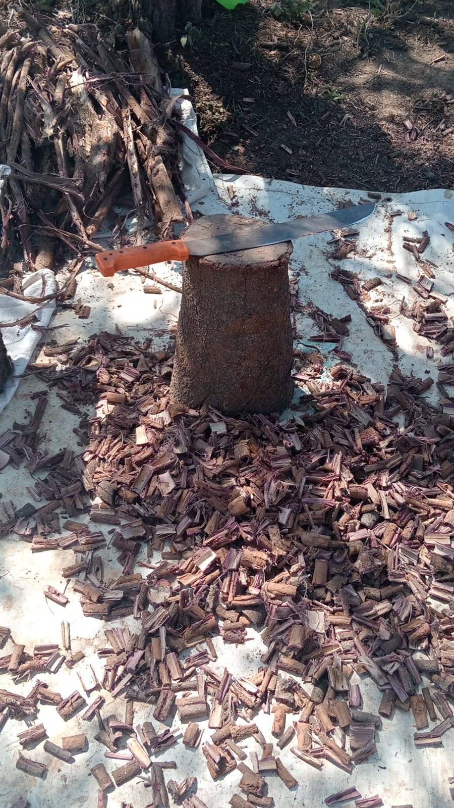 Machete resting on a harvest stump surrounded by freshly cut Mimosa hostilis chips