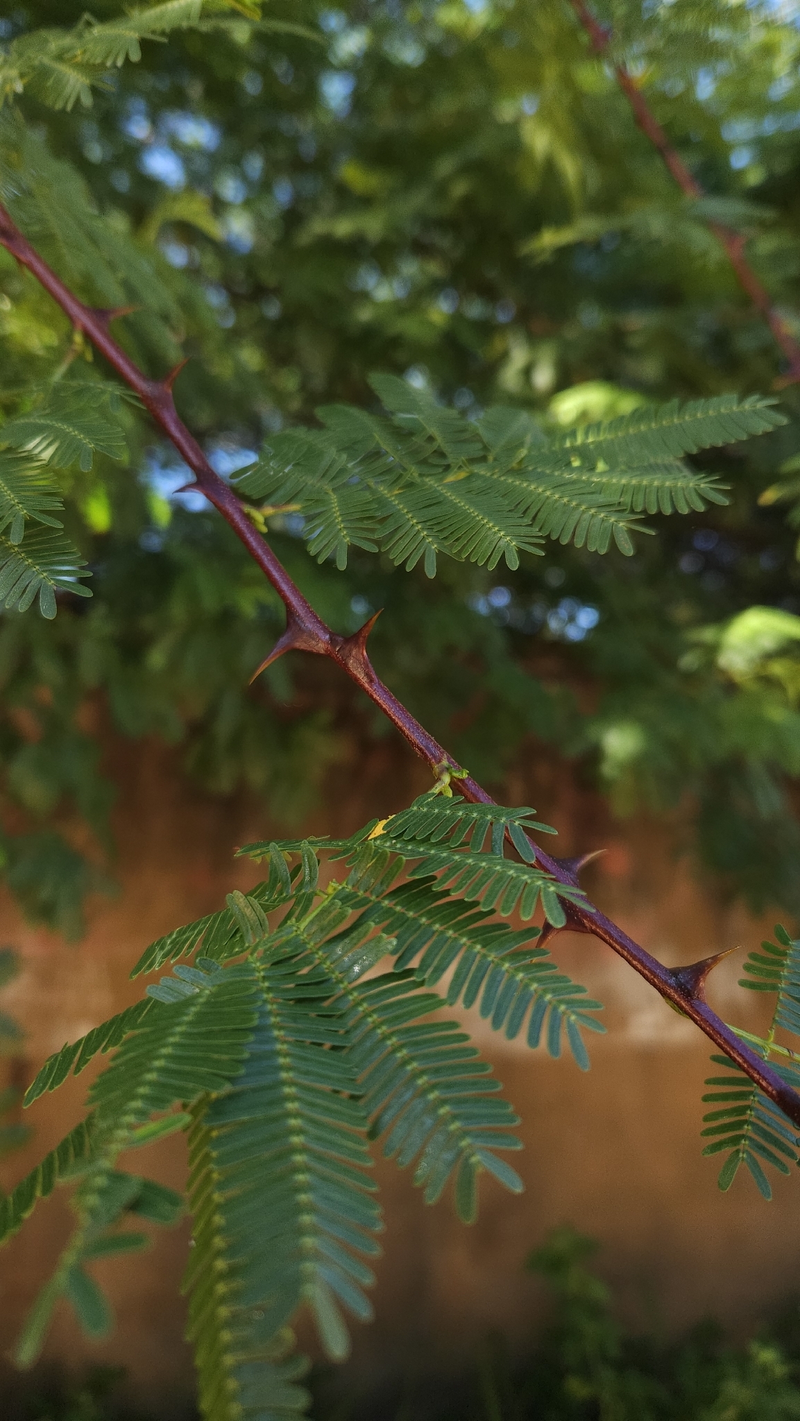 Mimosa hostilis thorny branch with compound bipinnate leaves showing sharp curved thorns