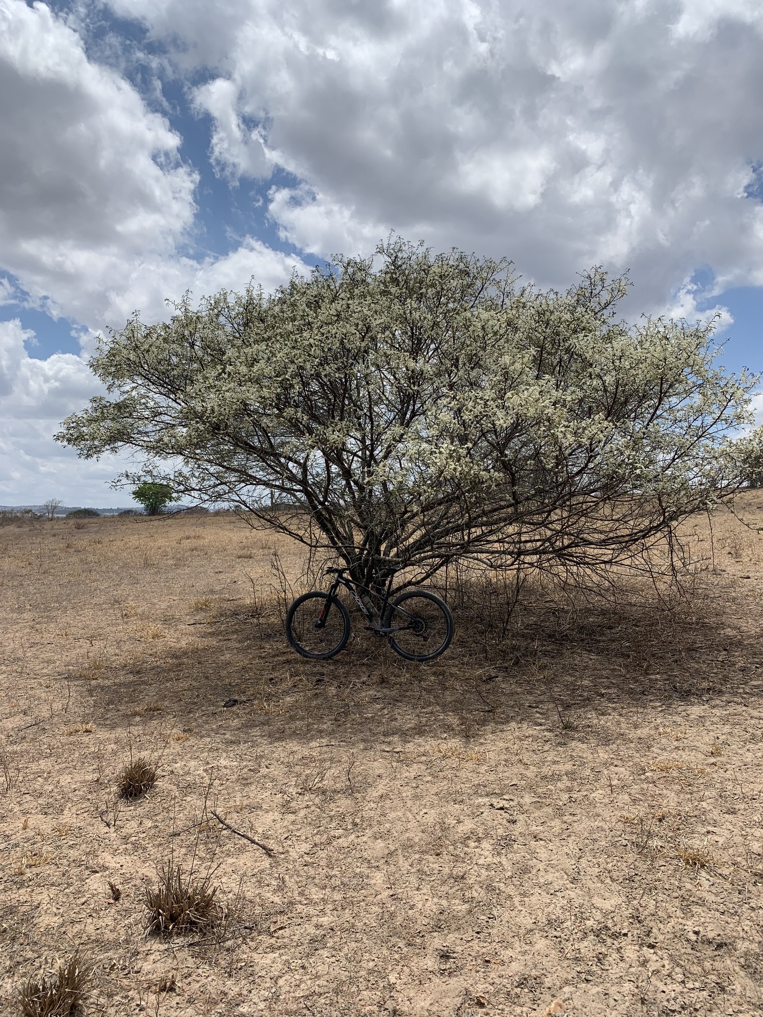 Mimosa tenuiflora tree canopy in natural Caatinga habitat northeastern Brazil