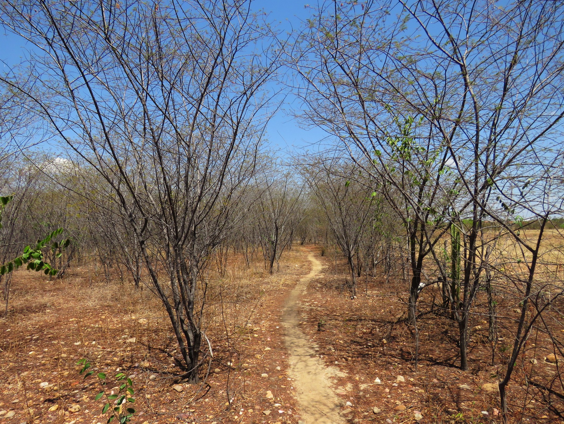 Mimosa tenuiflora growing in Chiapas Mexico dry forest Selva Baja Caducifolia