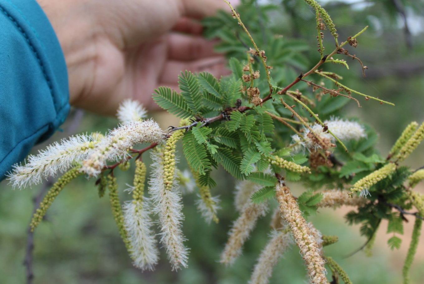 Mimosa tenuiflora flowers in bloom showing characteristic pink cylindrical flower spikes